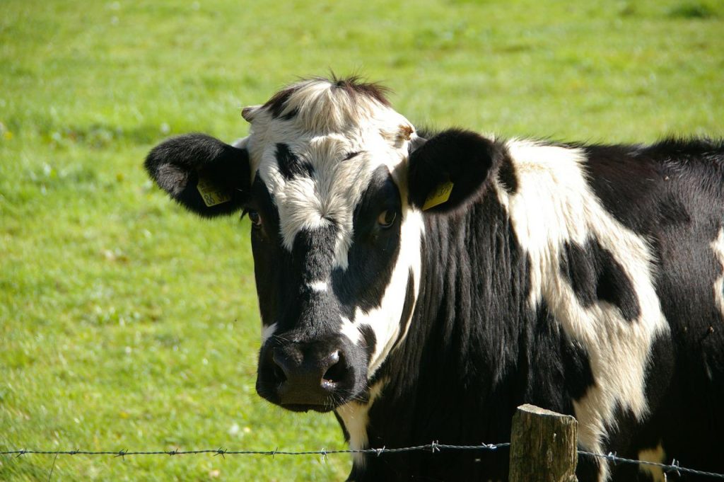 Ferme du Saichy