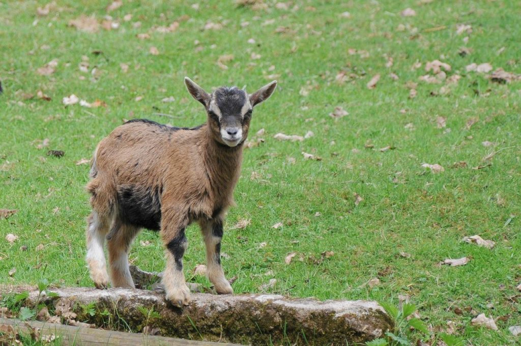 Chèvrerie du Brabant